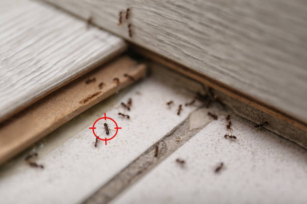 Best Mosquito Control Services  in The Plains, OH