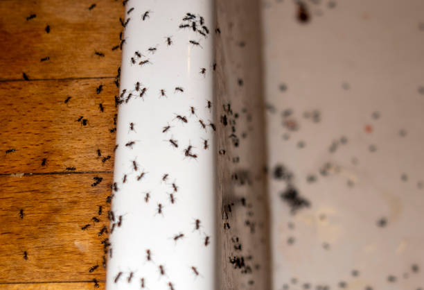 Best Best Pest Control Companies  in The Plains, OH